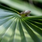 Trachycarpus fortunei