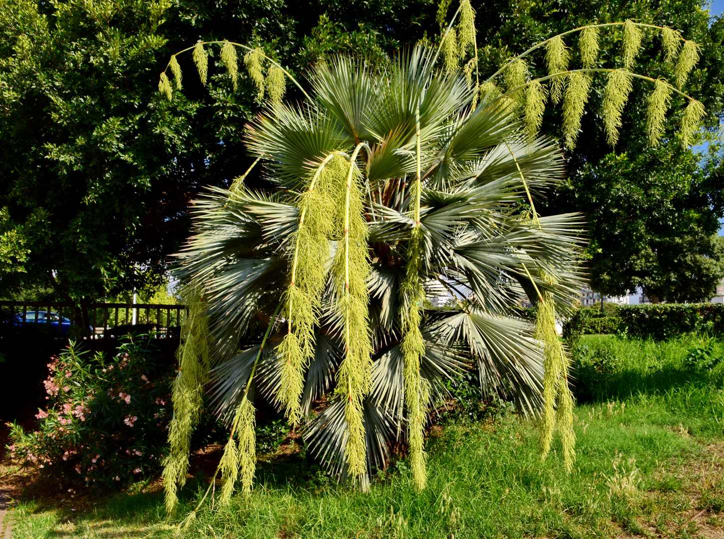 Trachycarpus fortunei (chinesische Hanfpalme) Blütenwedel