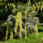 Trachycarpus fortunei (chinesische Hanfpalme) Blütenwedel