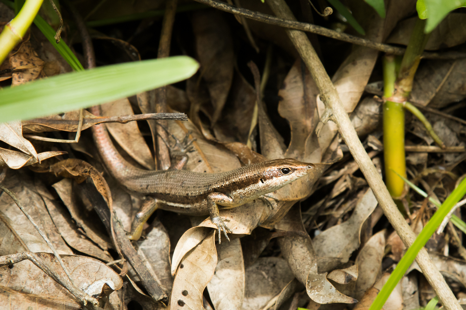 Trachylepis Seychellensis