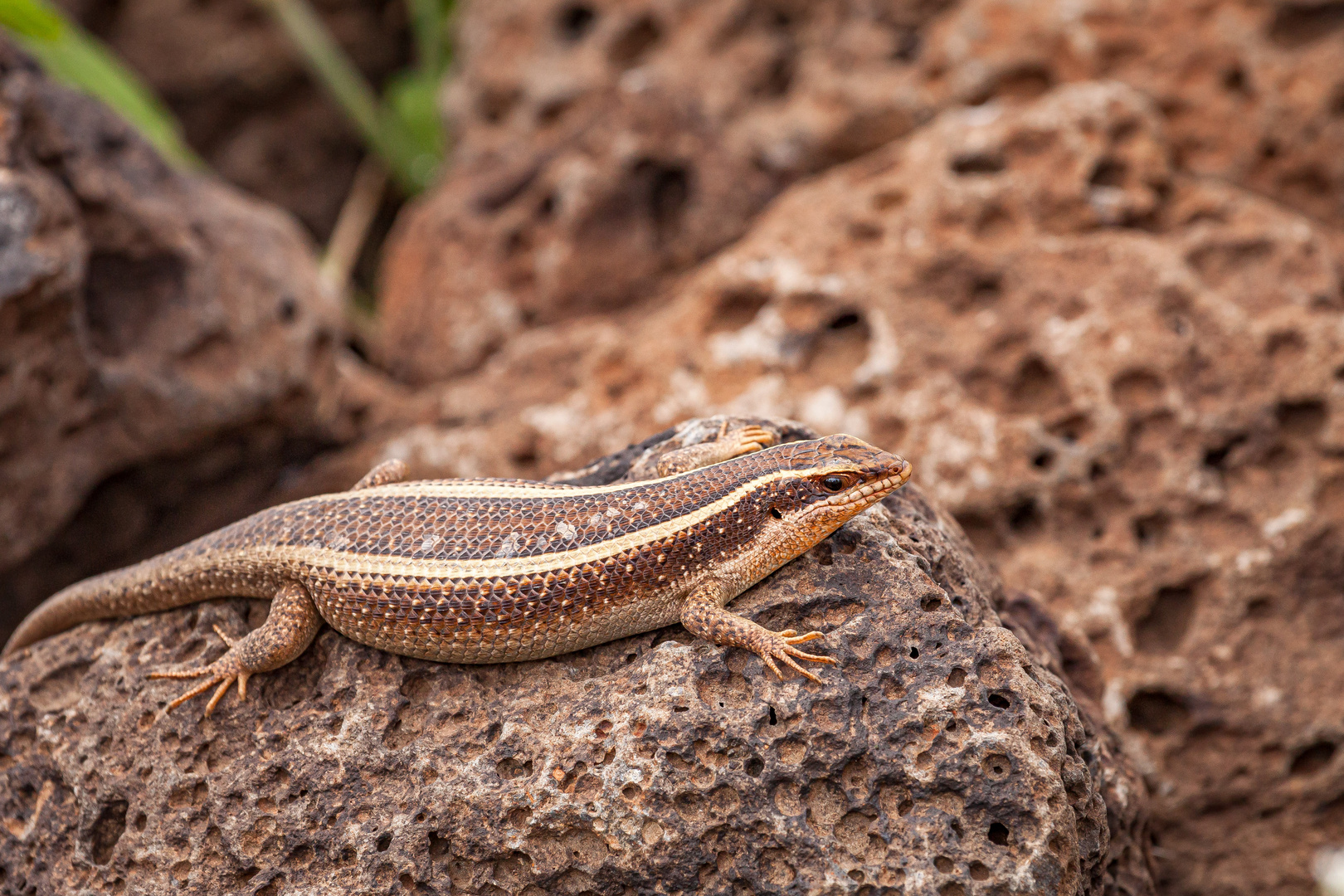 Trachylepis striata