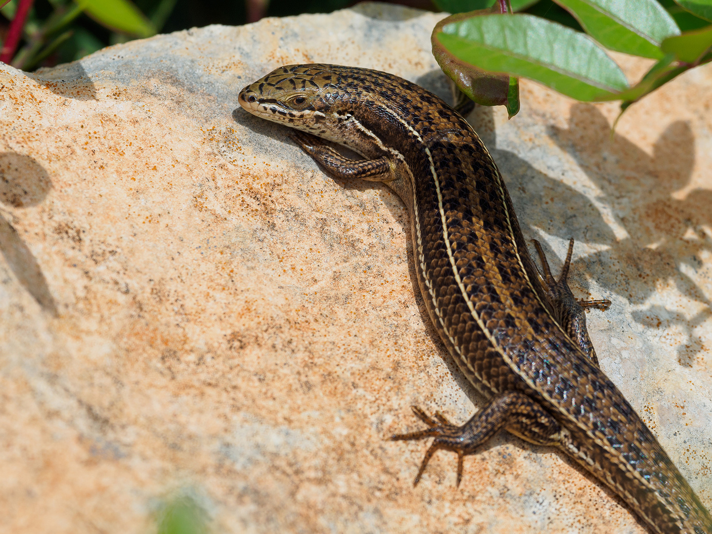 Trachylepis vittata