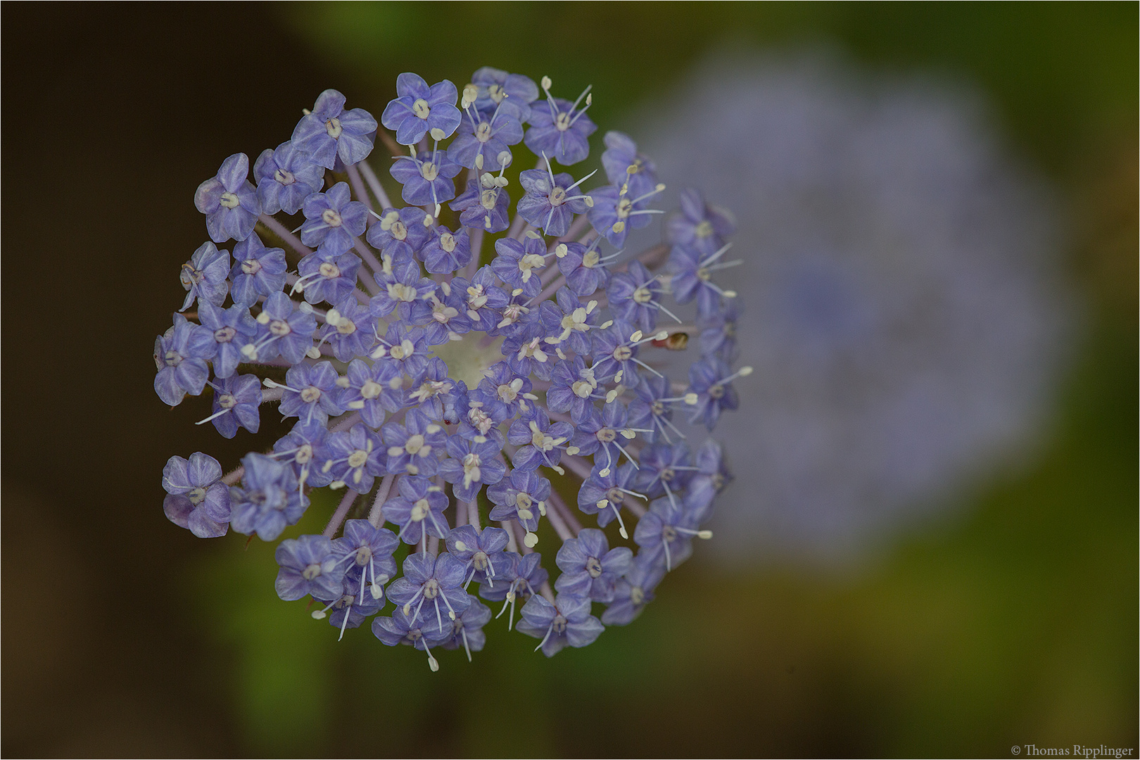 Trachymene caerulea