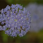 Trachymene caerulea