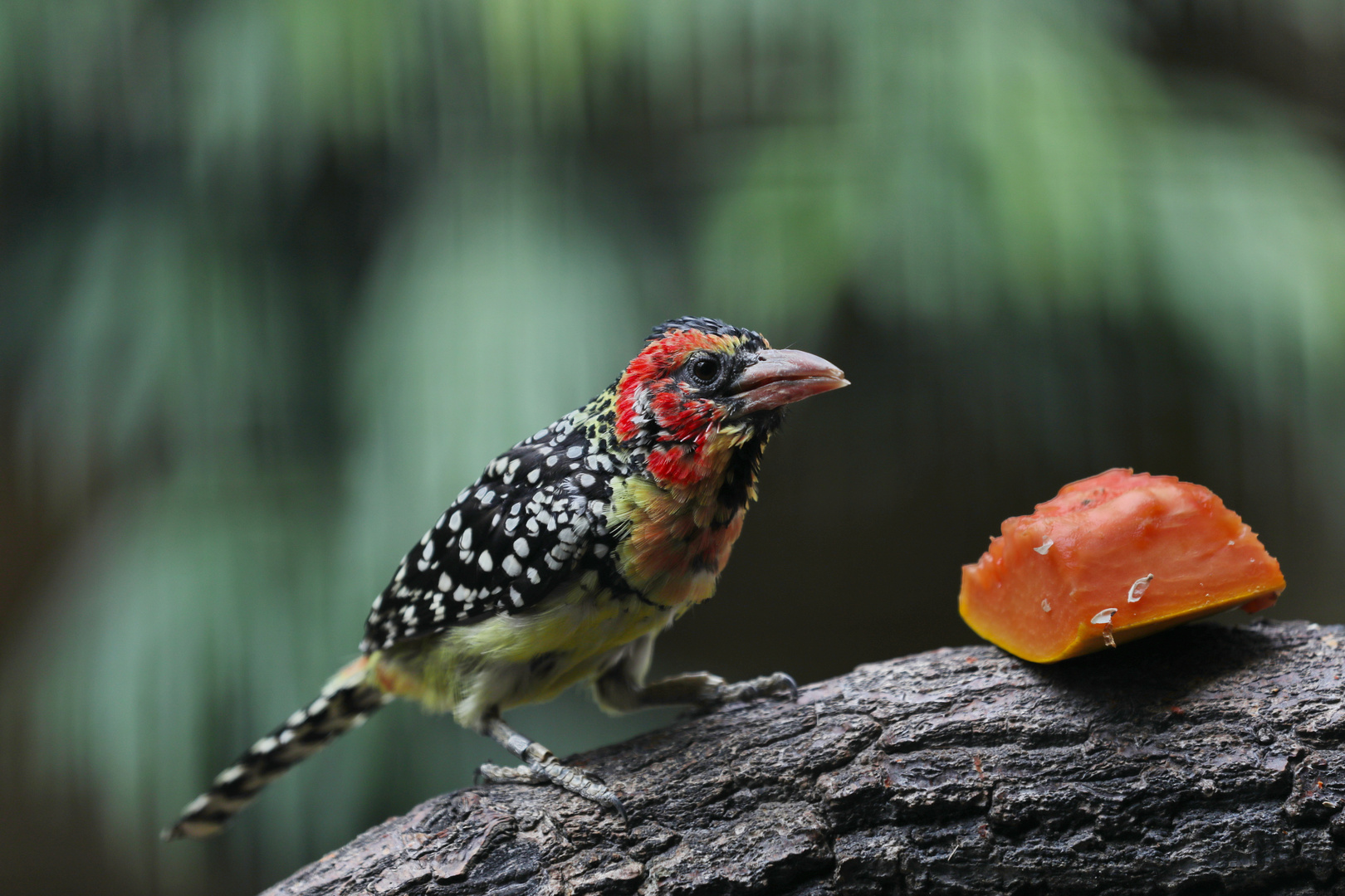 Trachyphonus Erythrocephalus - Red-and-Yellow Barbet