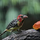 Trachyphonus Erythrocephalus - Red-and-Yellow Barbet