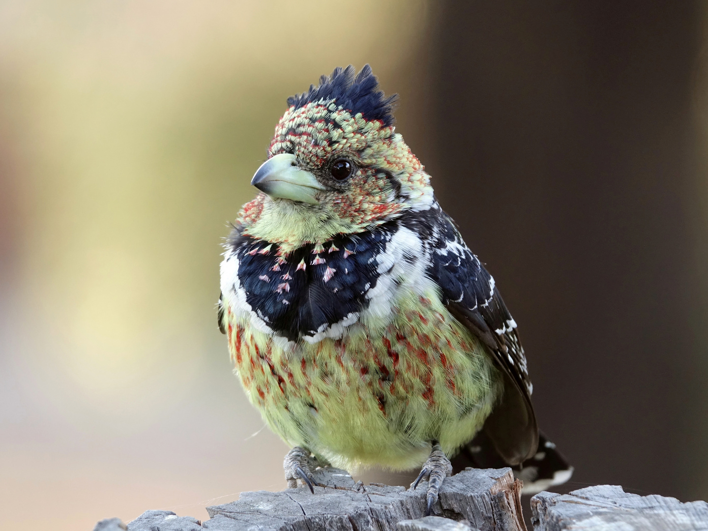 Trachyphonus vaillantii (crested barbet)