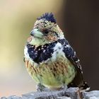 Trachyphonus vaillantii (crested barbet)