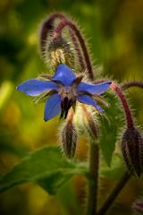 Trachystemon orientalis - Rauling