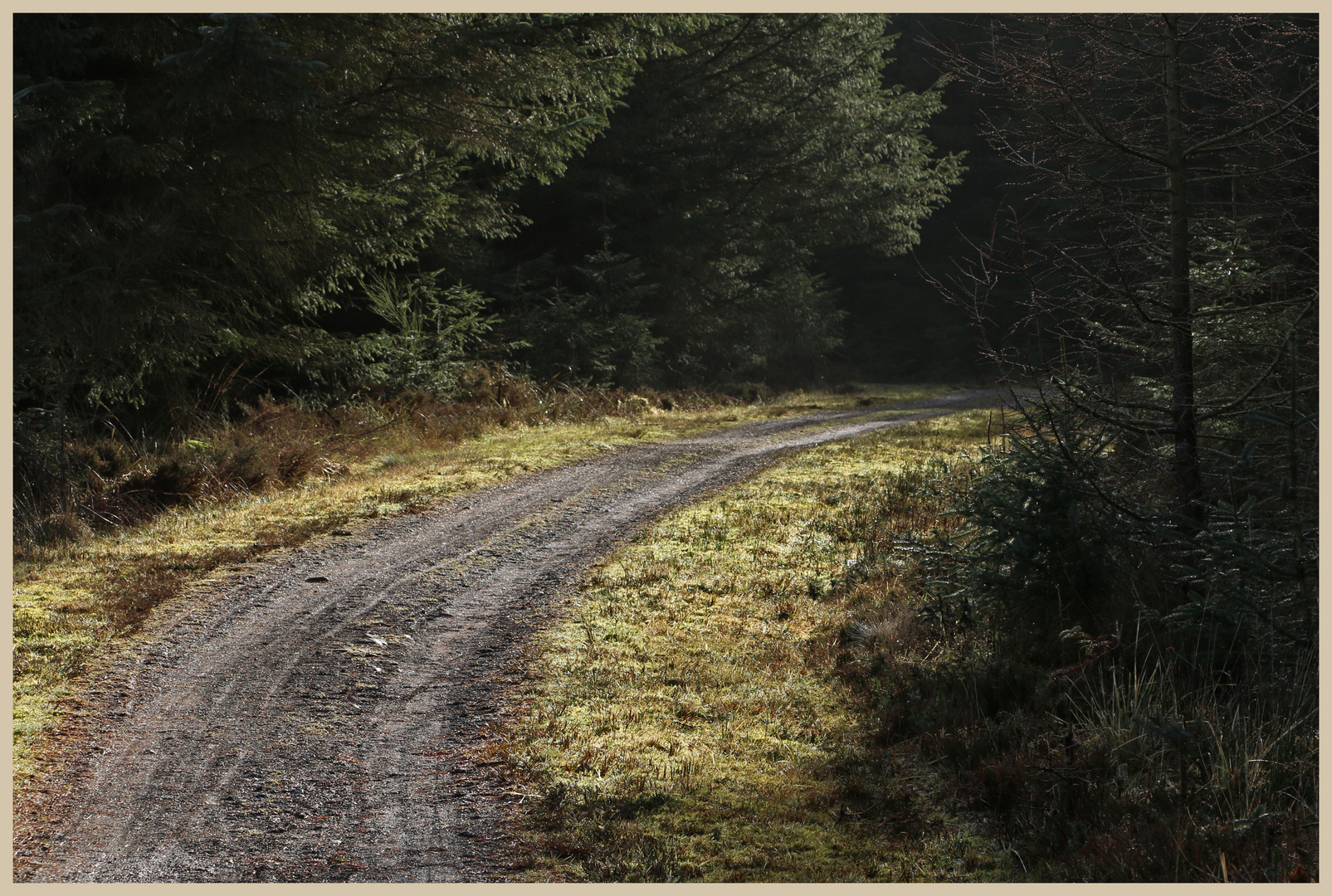 track in kielder