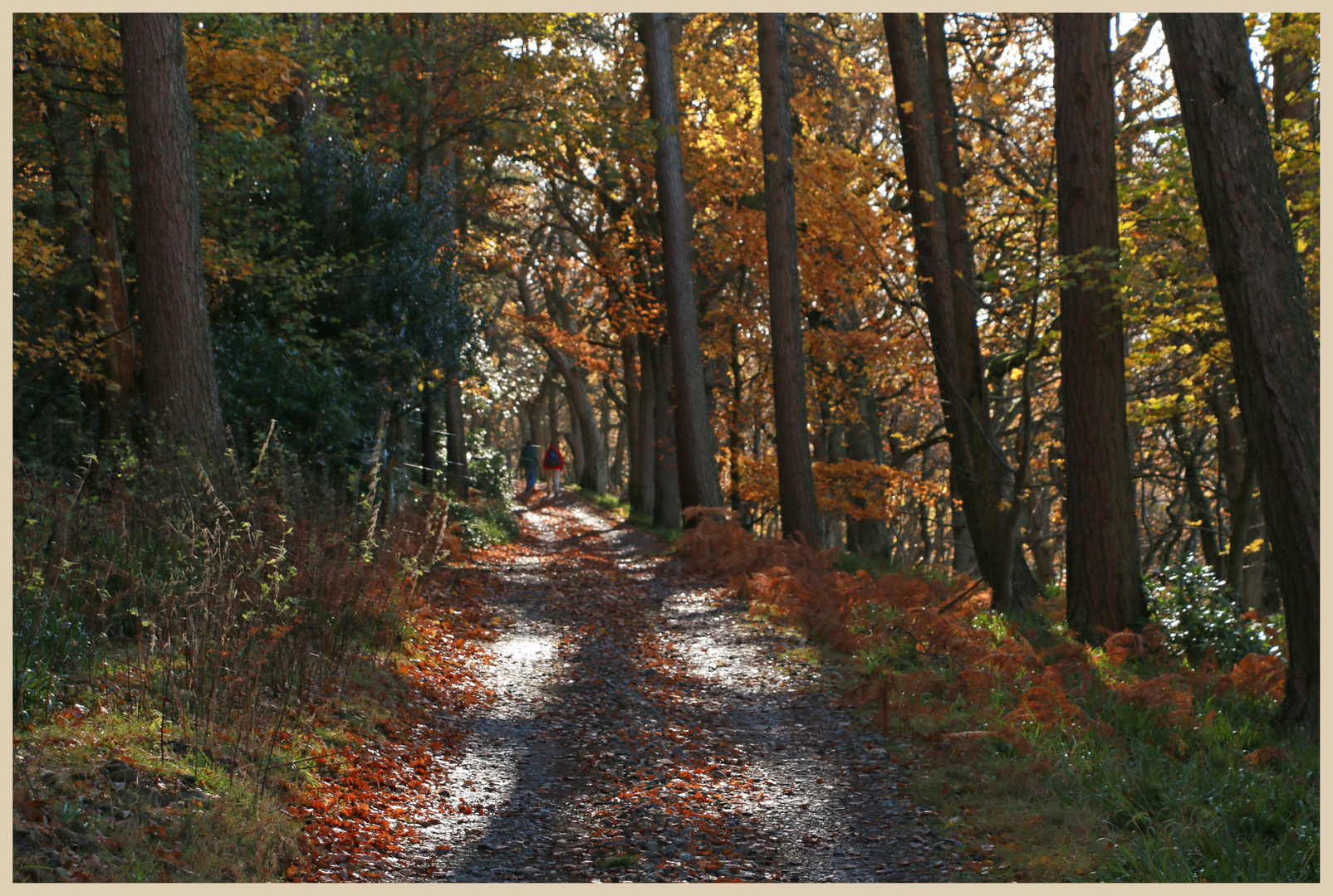 track through Monk Wood 2