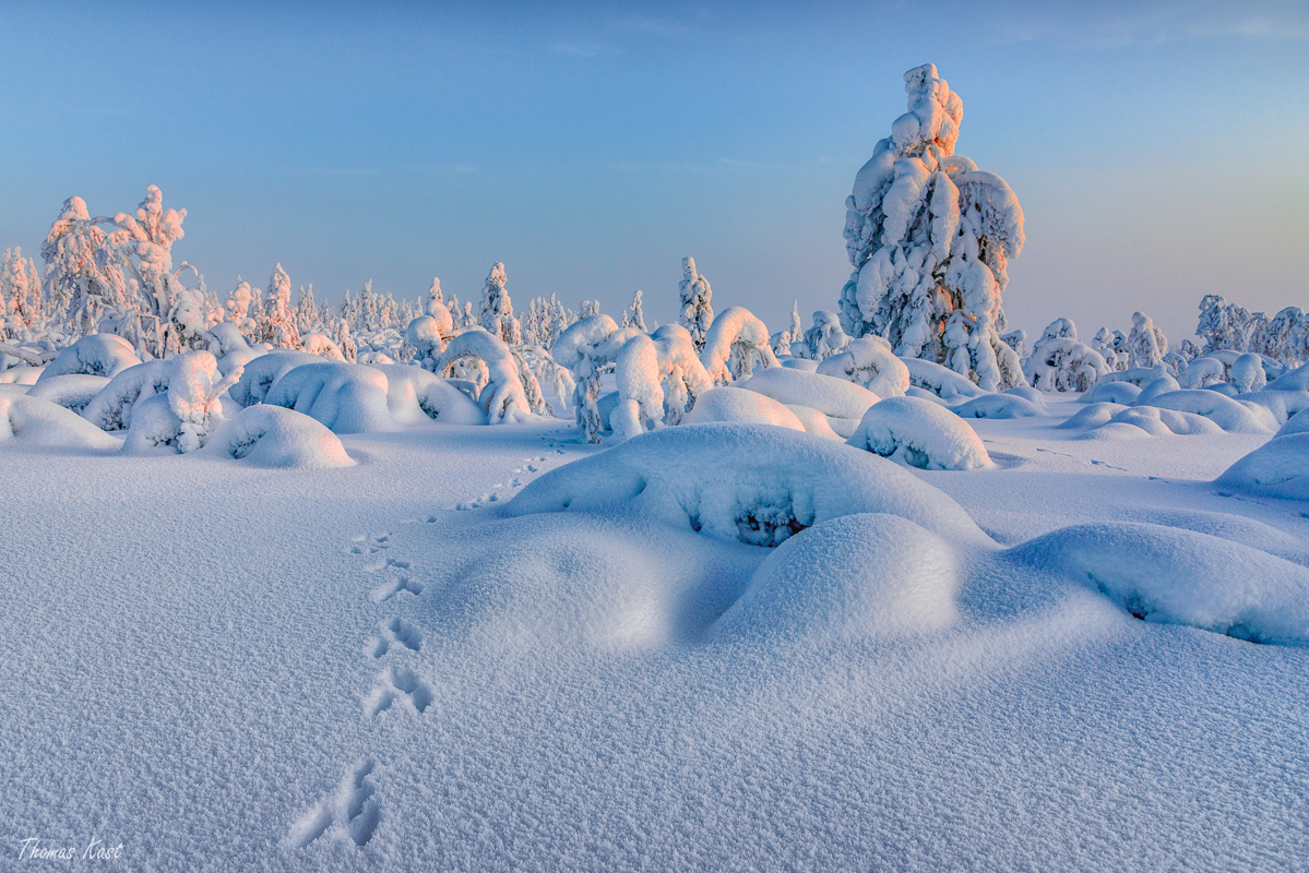 Tracks in the snow - Spuren im Schnee