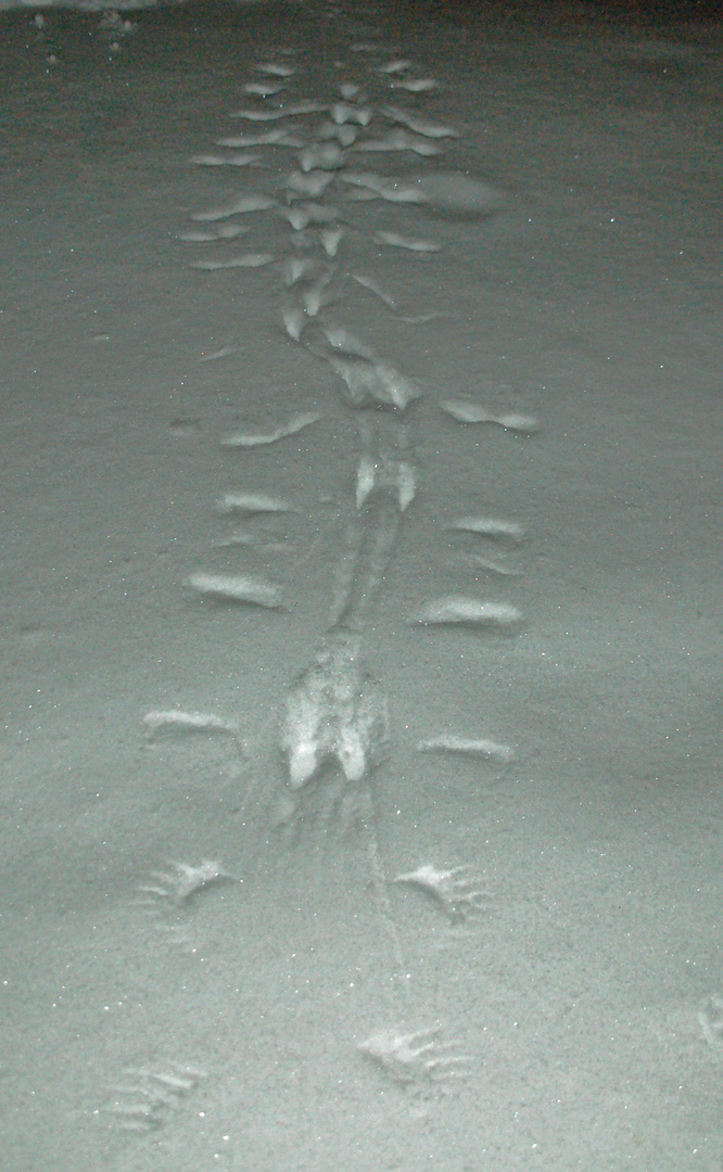 Tracks on Snow