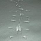 Tracks on Snow