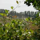 tractor in field