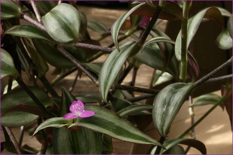 Tradescantia 1