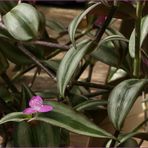 Tradescantia 1