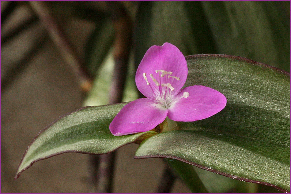 Tradescantia 2