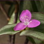 Tradescantia 2