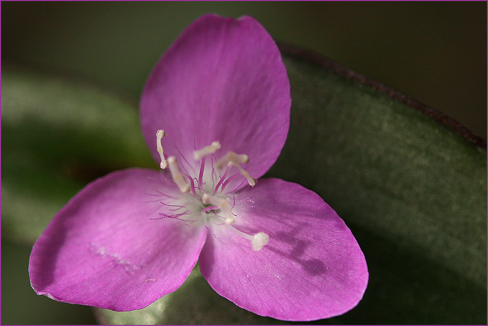 Tradescantia 3