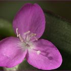 Tradescantia 3