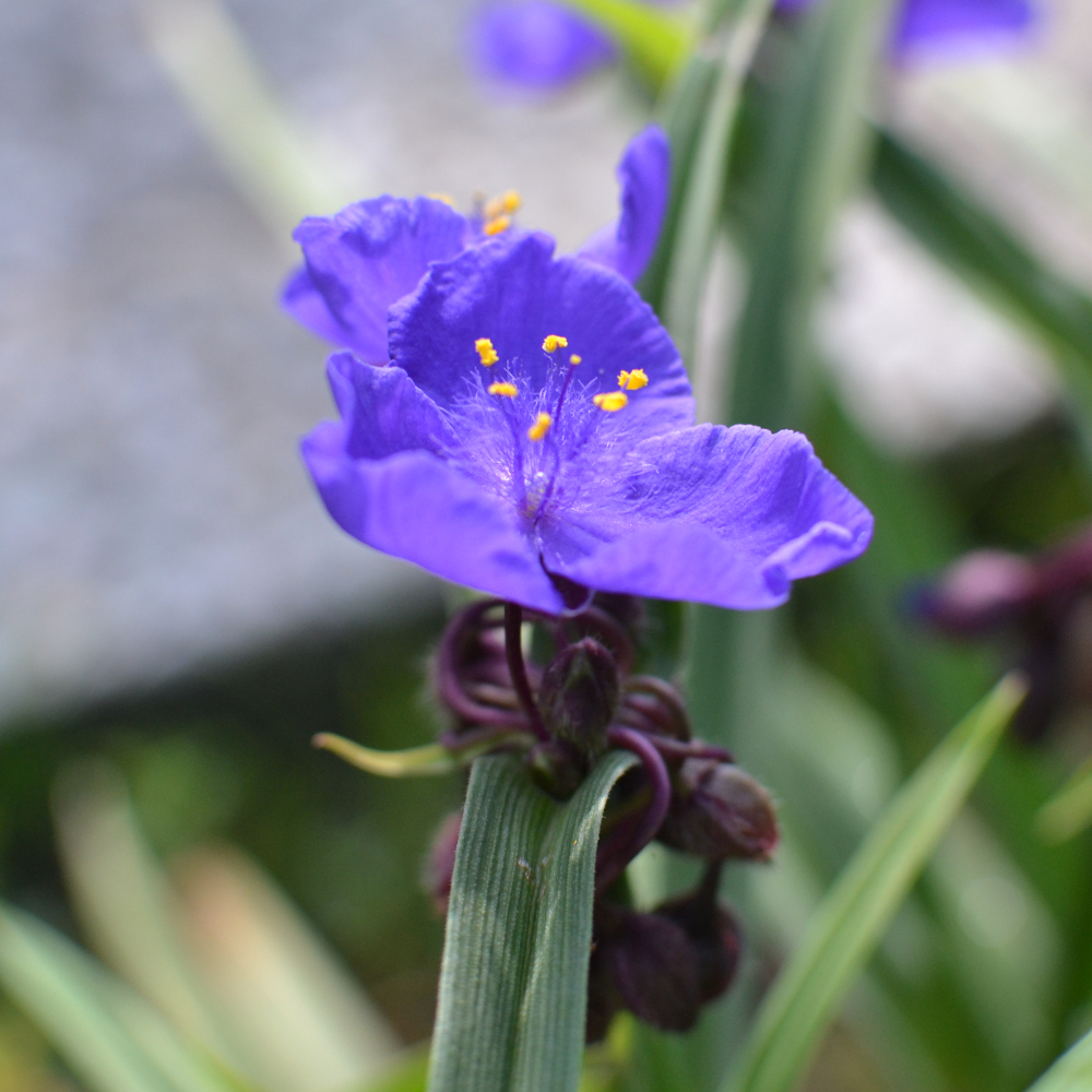 TRADESCANTIA