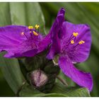 Tradescantia