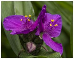 Tradescantia