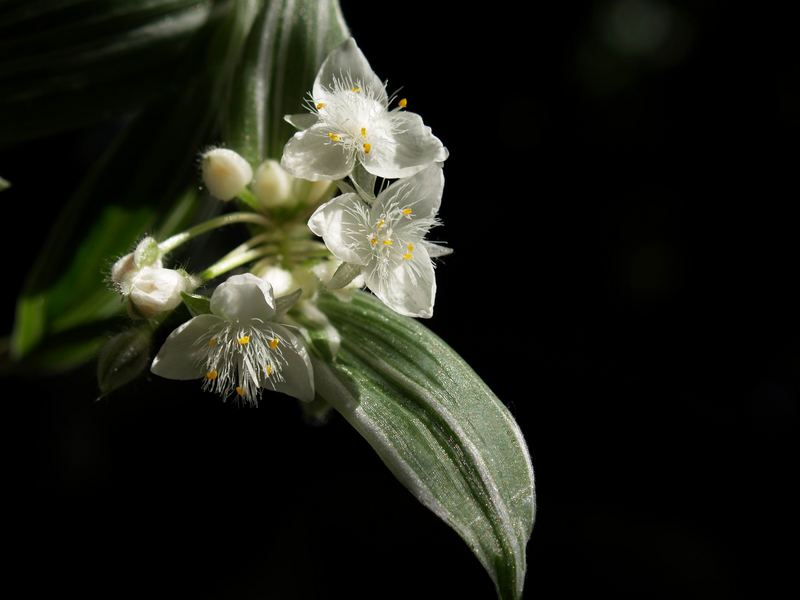 Tradescantia