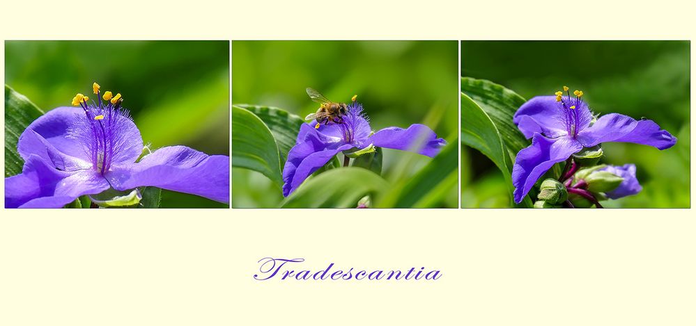 Tradescantia ~~~ Dreimasterblume