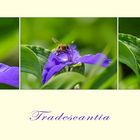 Tradescantia ~~~ Dreimasterblume