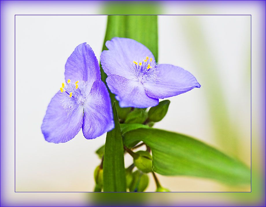 Tradescantia - Dreimasterblume