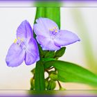 Tradescantia - Dreimasterblume