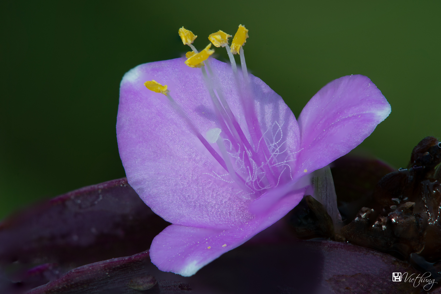 Tradescantia pallida