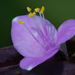 Tradescantia pallida