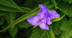 Tradescantia Virginiana Blue - 