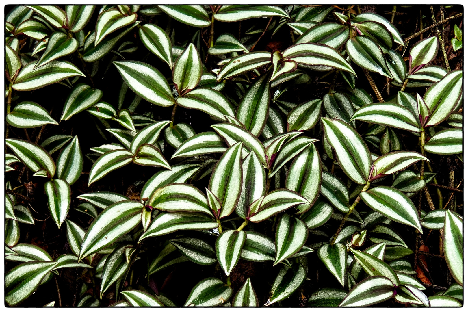 „ tradescantia zebrina “