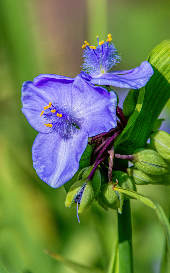 Tradescantia  "Zwanenburg Blue" – Garten-Dreimasterblume