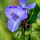 Tradescantia  "Zwanenburg Blue" – Garten-Dreimasterblume