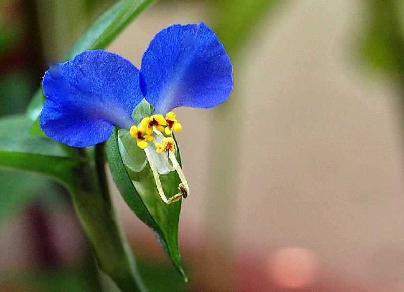 Tradescantie von Monika Lütgehaus 