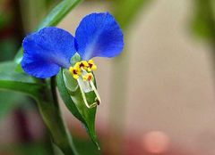 Tradescantie