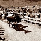 Tradiciones de un pueblo para deleite de la comarca.