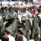 tradition bouvine en camargue