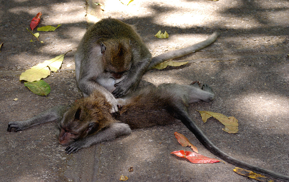 Traditional Massage