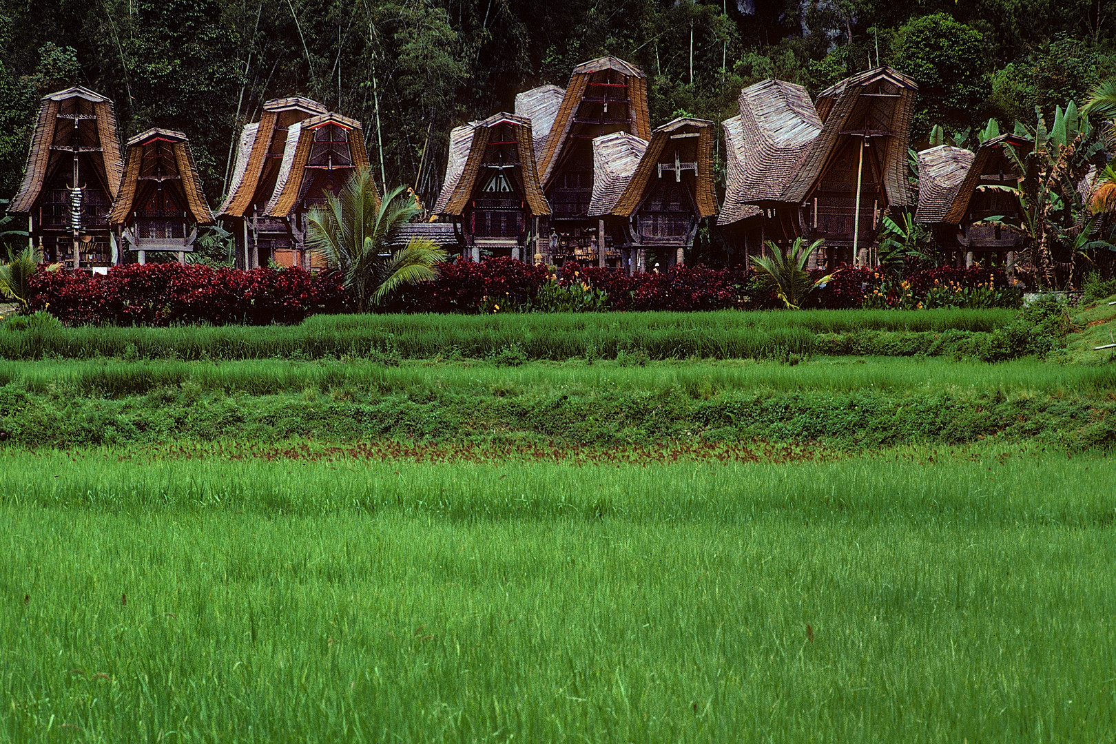 Traditionelle Häuser in Tanah Toraja