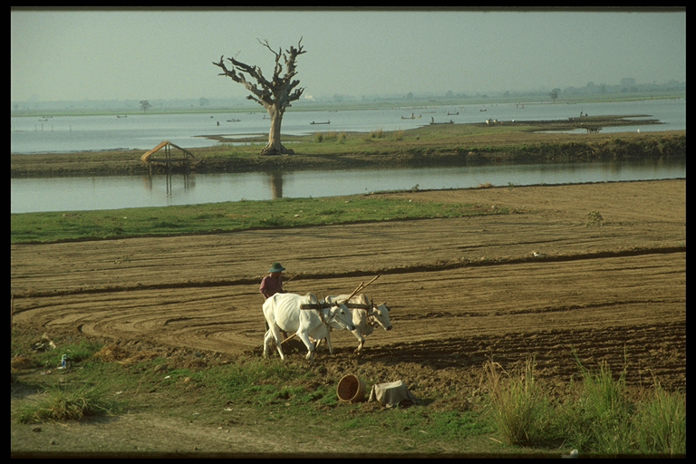 Traditionelle Landwirtschaft in Amapura am Lake Taungthaman