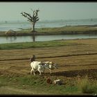 Traditionelle Landwirtschaft in Amapura am Lake Taungthaman