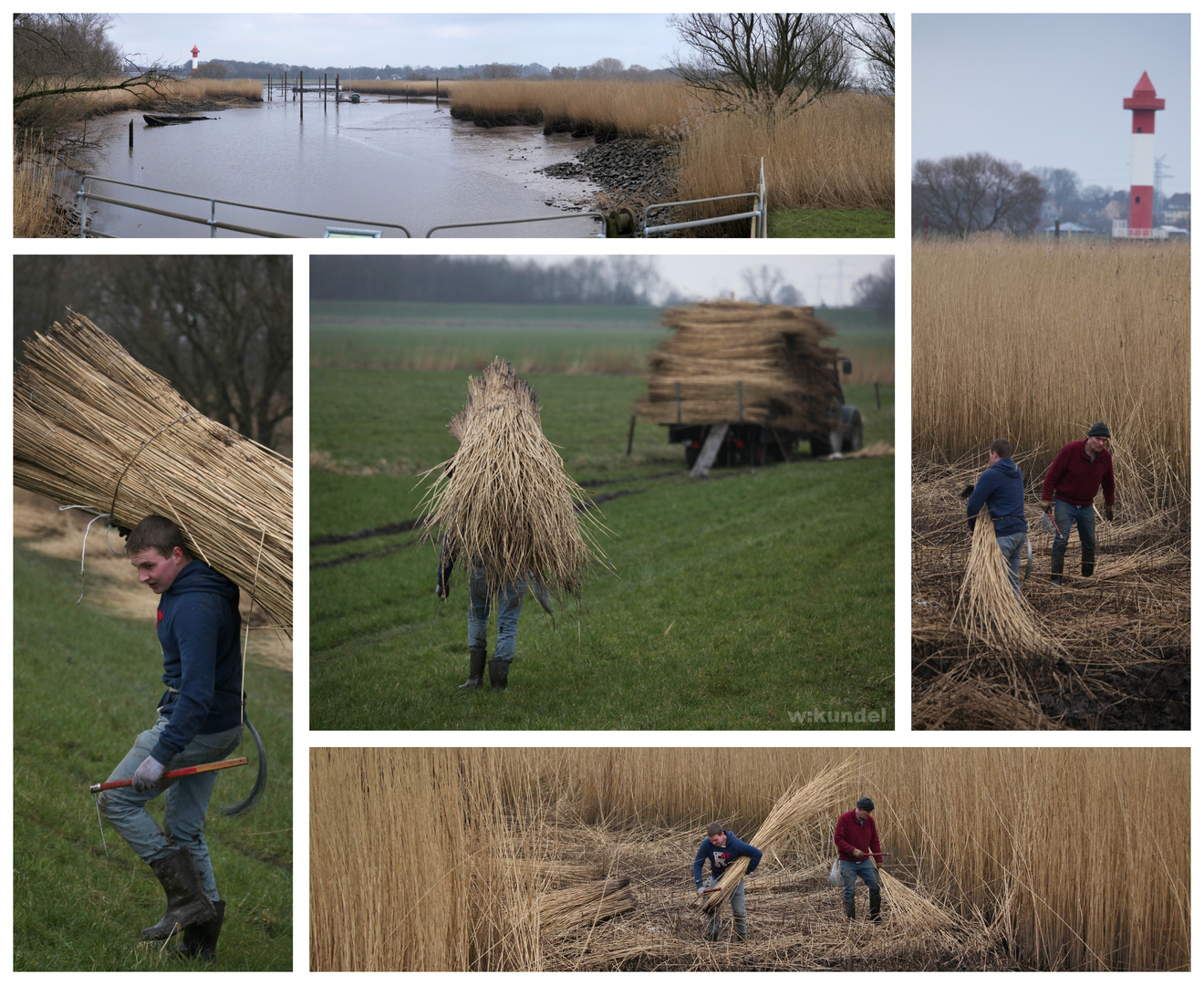 Traditionelle Schilfernte