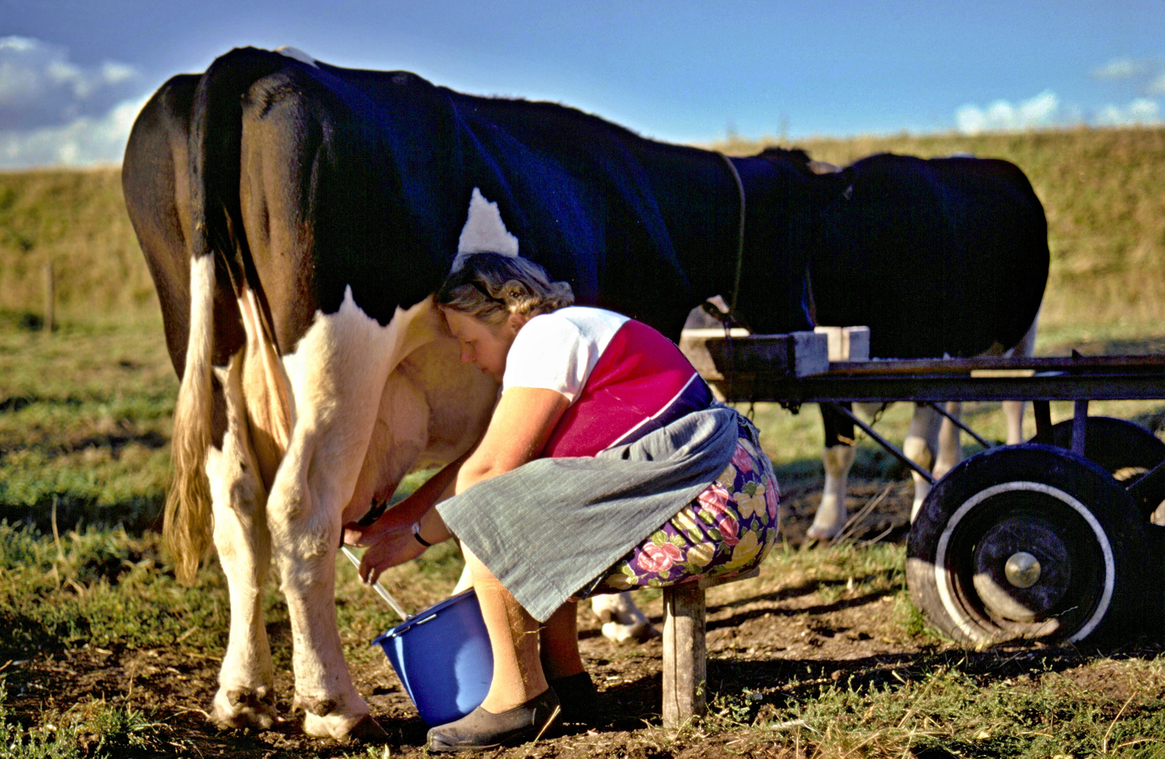 Traditionelles Melken bei Hitzacker 09.1975