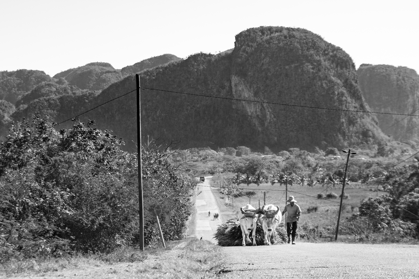 Traditionelles Ochsengespann im Vinales Tal, Kuba